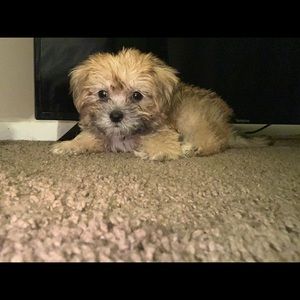 Meet your Posher, Liah